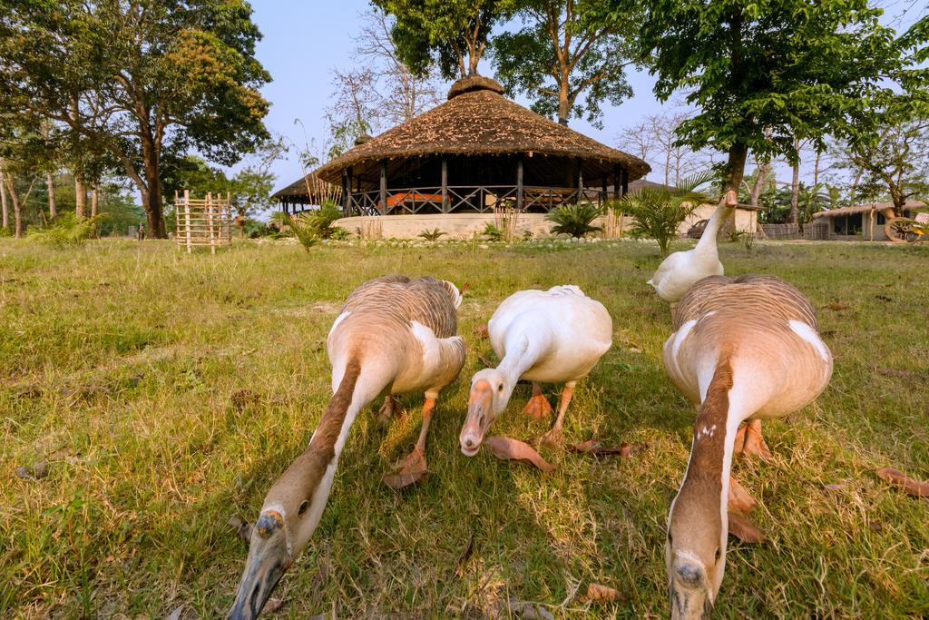 فندق Siddhartha Wildlife Retreat Meghauli المظهر الخارجي الصورة