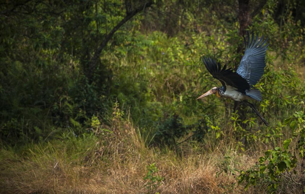 فندق Siddhartha Wildlife Retreat Meghauli المظهر الخارجي الصورة