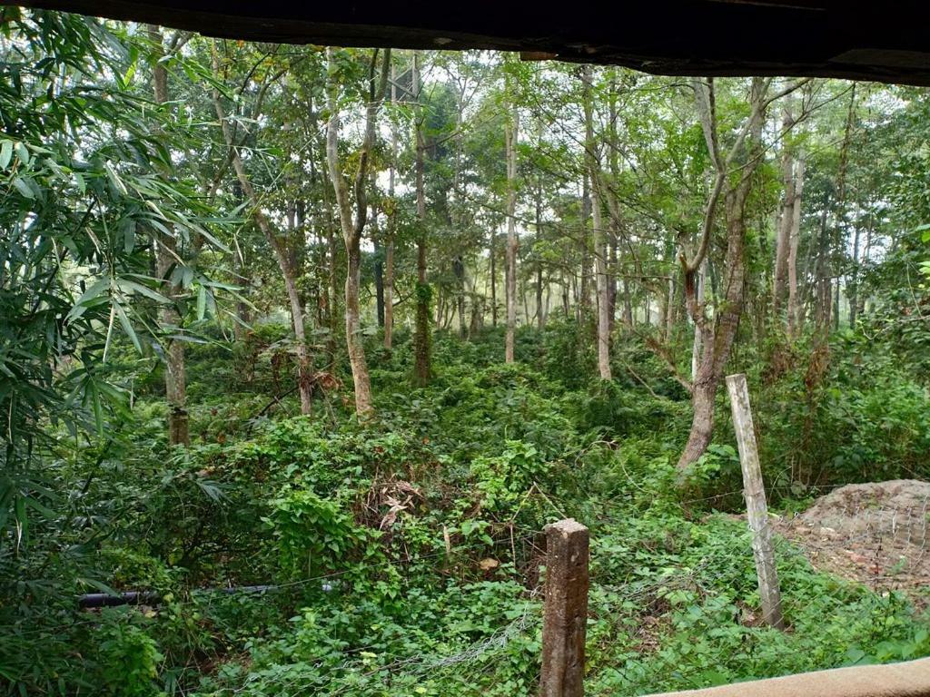 فندق Siddhartha Wildlife Retreat Meghauli المظهر الخارجي الصورة